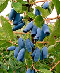 Once you get the taste for growing fruit, try soft fruits like raspberries or strawberries, or have a go at growing from seed. 400 Cherry Berry Ideas Berries Fruit Fruit Trees