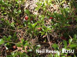 Image result for Ericaceae