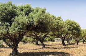 Su corteza es finamente fisurada, de color gris o plateado. En Peligro Las Pequenas Fincas De Olivos En Espana Diario De Gastronomia Cocina Vino Gastronomia Y Recetas Gourmet