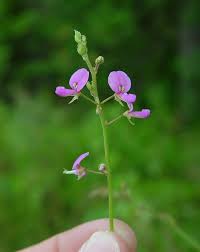 Image result for Desmodium subsecundum