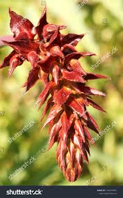 Image result for Melianthaceae
