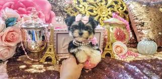 He is over 8 weeks old and ready to go to. Morkie Teacup Morkie Morkie Puppies For Sale Maltipoo Malshi Teacup Designer Puppies