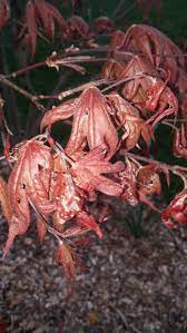 Also called maple wilt, this disease originates with verticillium dahliae, a fungal infestation in the soil that is almost impossible to eradicate. Red Maple Verticillium Wilt