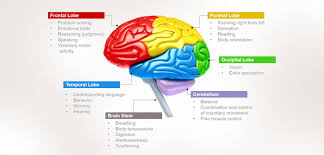 Human Brain Functions Functioning Of Human Brain With Diagram