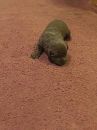 I have a gorgeous litter of husky puppies for sale currently 5 weeks old will not be able to leave till 8 weeks old. Lab Puppies For Sale Under 100 Dollars