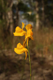 Image result for Utricularia  cornuta