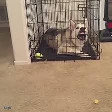 I M Not Locked In Here With You Gif On Imgur