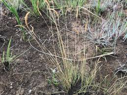 Image result for Microchloa afra