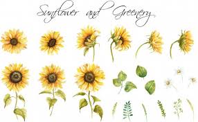 Free Free Clipart Sunflowers SVG PNG EPS DXF File