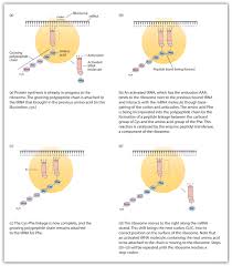 Protein Synthesis And The Genetic Code