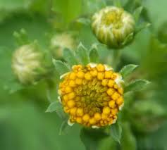 Image result for Bidens pilosa