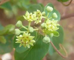 Image result for Helinus