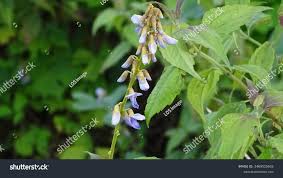 Image result for Pseudovigna