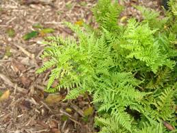 Image result for Pteris dentata