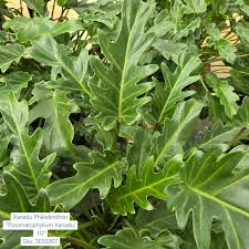 Image result for Thaumatophyllum