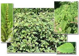 Image result for Amaranthus viridis
