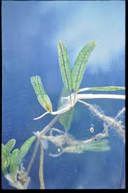 Image result for Hydrocharitaceae