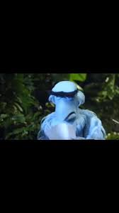 The Muppets “ Jungle Boogie “ , #jungleboogie, #koolandthegang ,  #themuppets