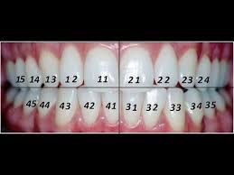 Numeracao Dos Dentes Dentes Permanentes E Deciduos Youtube Numeracao Dos Dentes Assistente De Dentista Dentes
