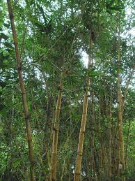A fantastic container or screen plant with a graceful, arching form ideal for an exotic tropical or asian garden effect. Bambusa Vulgaris Wikipedia