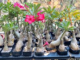 Image result for Adenium
