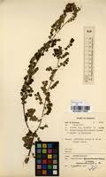 Image result for Phyllanthus nummulariifolius