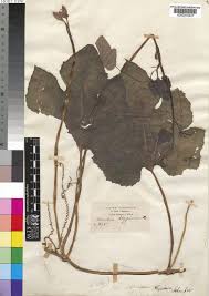 Image result for Lagenaria abyssinica