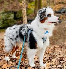 The breed is known to be devoted family dogs all of the puppies offered for sale through our licensed facility have been examined by a minimum of. Get To Know The Adorable Clever Mini Australian Shepherd K9 Web