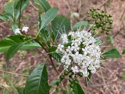 Image result for Pavetta johnstonii