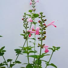 Image result for Salvia coccinea