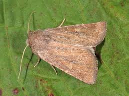 Image result for Photedes fluxa