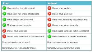 Maybe you would like to learn more about one of these? Animal Versus Plant Cells Bioninja