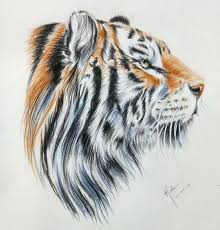 Use 314 (orange) to apply a very light layer on the leg and shoulder area. Color Pencil Drawing Of A Tiger Color Pencil Drawing Ideas