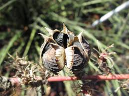 Need to let them dry out a few days and then going to plant the seed. Yucca Seed Pods The 21st Century Matriarch