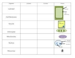 Cell Organelle Chart Teaching Biology Chart Biology