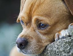 View all hamilton animal shelter and rescue organizations in your area. Dog Reunites With Family After Traveling 1100 Miles