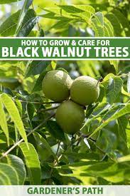How to Grow and Care for Black Walnut Trees | Gardener's Path