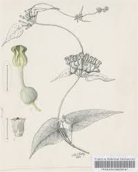 Image result for Ceropegia papillata