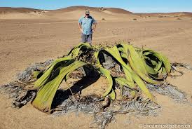 Image result for Embelia welwitschii