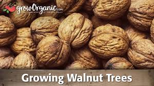 Plant each walnut seed 2 to 3 inches apart, planting in a cluster. Growing Organic Walnut Trees Youtube
