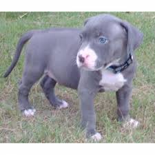 Explore the most important information about the staffordshire bull terrier. Rassehunde Pit Bull Kleinanzeigen Rassehunde Pit Bull Annoncen Rassehunde Pit Bull Inserate Rassehunde Pit Bull Anzeigenmarkt Rassehunde Pit Bull Marktplatz