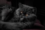 Persian cat price range. Persian kittens for sale cost ...