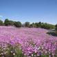 Cosmos Flower Festival | Showa Kinen Park | Things event image