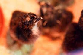 Heat Lamps For Chicks Nutrena