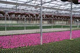 Maybe you would like to learn more about one of these? Orange County Greenhouse Family Stresses Need For Immigration Reform In Roundtable With Rep Spanberger Latest News Starexponent Com