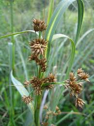 Image result for Cladium mariscus