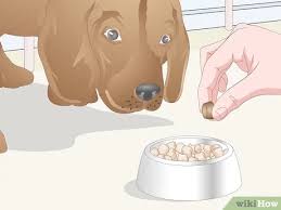 Cat flea eggs are 0.5 mm long and 0.3 mm wide. 3 Easy Ways To Kill Flea Eggs Wikihow