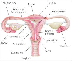Image result for uterus