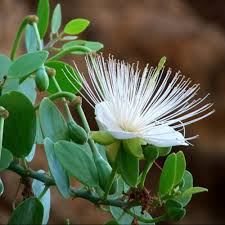 Image result for Capparis cartilaginea