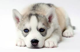 My puppies are very tame and affectionate, just like their parents. Siberian Husky Puppies For Sale In Ct Breeder